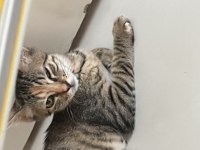 5 aylık dişi tekir