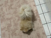 Dişi pomeranian 1 Yaşını doldurdu