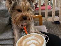Mini Yorkshire Terrier yavruları