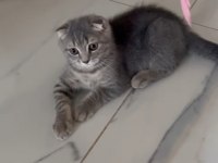 Oyuncu uygun yavru british shorthair kedimiz