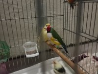 Ağır parçalı parrot takım kuşlar