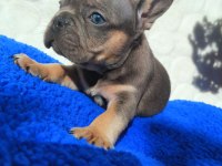 Egzotic French Bulldog Yavruları İzmir