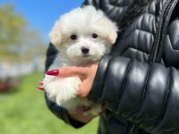 Minik akıllı maltipoo erkeğim