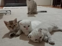 Scottish fold