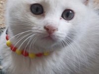 3 aylık kedimiz için ulaşın