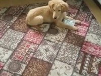 Harika golden retriever yavrusu