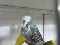 Sezona Hazır Damızlık Show Jumbo Kuşlar