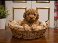 HARİKA POODLE ÇOCUKLAR