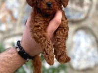 Irk Ve Sağlık Garantili Toy Poodle Bebekler