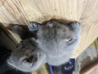 Bir erkek ve bir dişi scottish fold yavrularımız