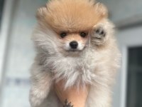 2 Aylık Erkek Pomeranian Boo