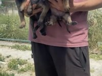 Koyu Maskeli A Kalite Malinois Yavrular