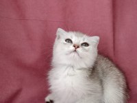 Scottish fold 3 aylık