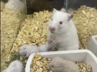 BİZE ULAŞIN HAMSTER ADRESİNİZE GELSİN