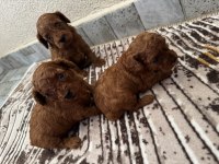 Ev Ortamında Büyüyen Safkan Poodle Yavrular