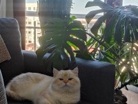 ŞECERELİ BRITISH SHORTHAIR NY1133
