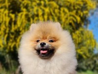 6 Aylık Dişi Şecereli Teddy Face Pomeranian Boo