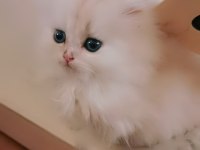 Tombul şirin silver british longhair erkek