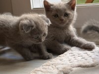 0-2 aylık scottish fold yavrular
