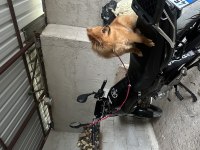 Pomeranian boo 1 yaşında