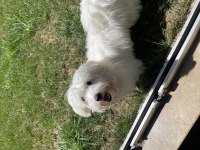 8 aylık bütün aşıları yapılmış çipli köpek