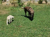 2 yaş dişi orjinal BELÇİKA KURDU