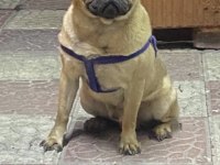 1.5 YAŞINDA ORJİNAL GÜL KUYRUK PUG DAMIZLIK