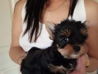 Yorkshire terrier