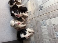 ÜRETİCİDEN HARİKA BORDER COLLIE YAVRULAR