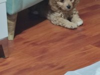 Antialerjenik cavapoo yavruları
