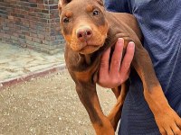 KİNG DOBERMAN YAVRULARI