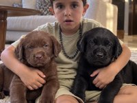 Labrador Retriever Yavrularımız Yeni Ailelerini Bekliyor