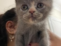 Mükemmel blue point ve british shorthair yavrular