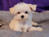Orjinal Teacup Morkie Yavrularımız