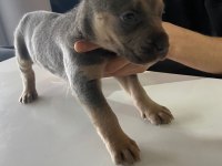A kalite cane corso Safkan Blue ve Blue Tan