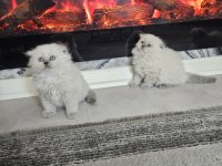 Üst kalitede scottish fold longhair kalıcı mavi gözlü