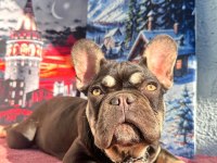 Coco Blue Tan Fluffy Carrier French Bulldog