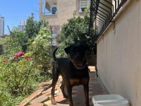 Rottweiler