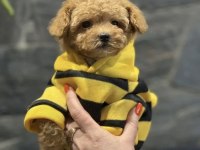 Mini Maltipoo Bebeklerimiz