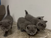 4 Adet 50 Günlük British Shorthair Sahiplendirilecektir