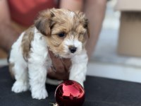 Tea cup morkie yavrular petmode de ziyarete açık