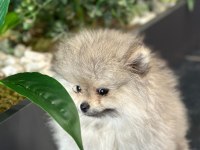 Orjinal pomeranian boo