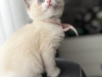 Ragdoll yavru