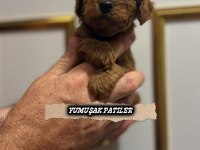 Red Toy Poodle