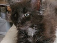 Maine coon yavru