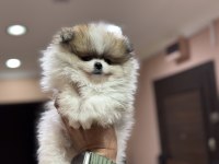 Ankaranın en kaliteli teddy face pomeranin yavruları