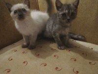 60 günlük british shorthair yavrular