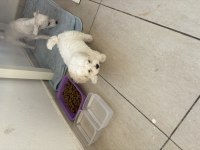 2 aylık erkek yavru safkan maltese terrier