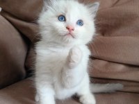 SECERELİ RAGDOLL YAVRULAR