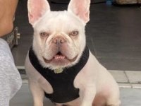İzmirden lilac tan Plantiyum french bulldog